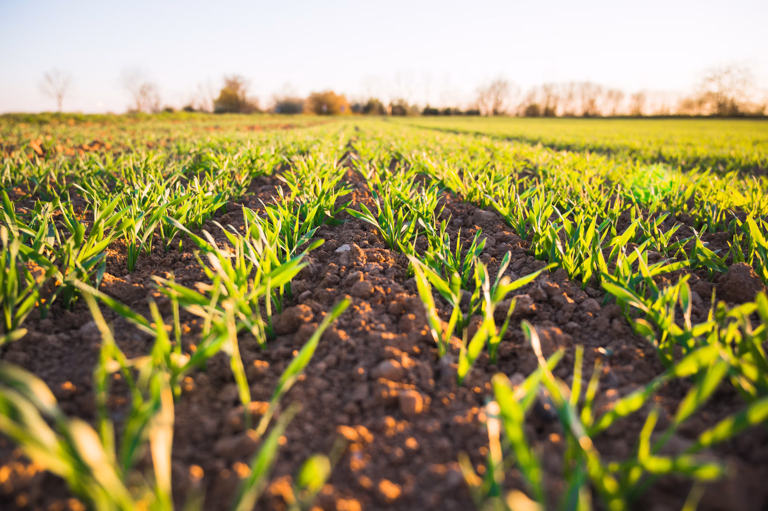 Agricultural landscape